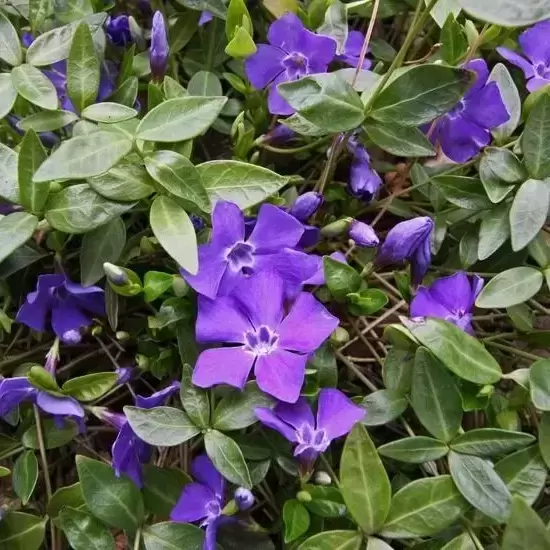 Vinca minor 'Marie' 1.5L - image 1