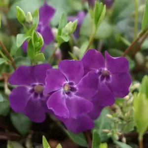 Vinca minor 'Multiplex' 3L - image 2