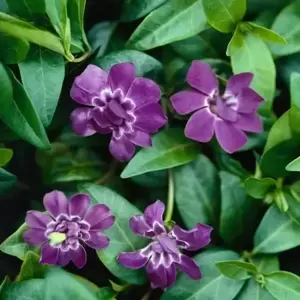 Vinca minor 'Multiplex' 3L - image 1