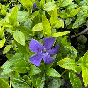 Vinca minor 'Panta'