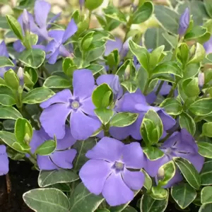 Vinca minor 'Ralph Shugert' 3L - image 1