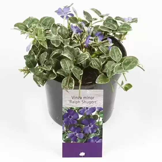 Vinca minor 'Ralph Shugert' 1.5L - image 3