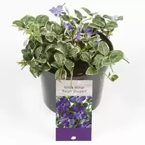 Vinca minor 'Ralph Shugert' 1.5L - image 3