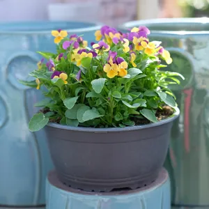 Viola Bowl - image 1