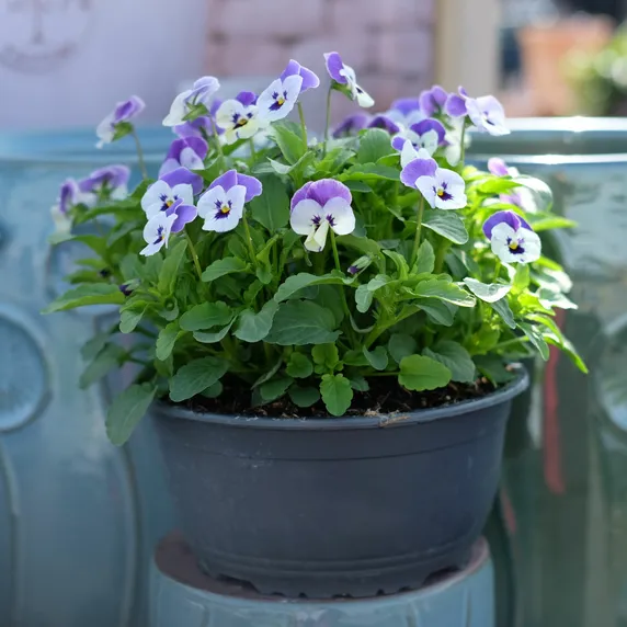 Viola Bowl - image 2