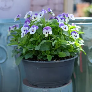Viola Bowl - image 2
