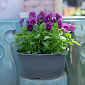Viola Bowl - image 3
