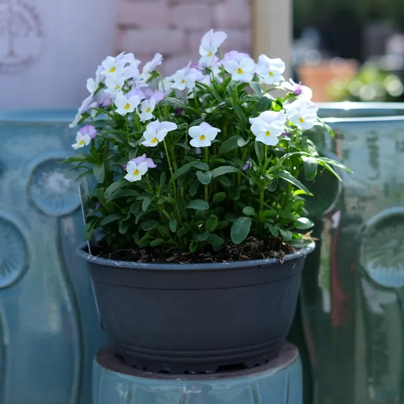 Viola Bowl - image 4