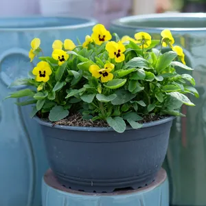 Viola Bowl - image 5