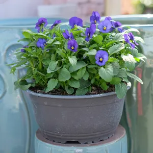 Viola Bowl - image 6