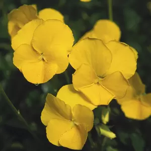 Picture Credit - Kernock Park Plants Ltd.