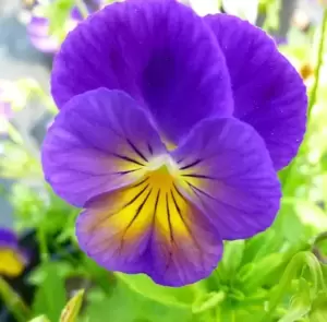 Viola Celestial 'Northern Lights'