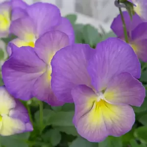 Viola Celestial 'Starry Night'
