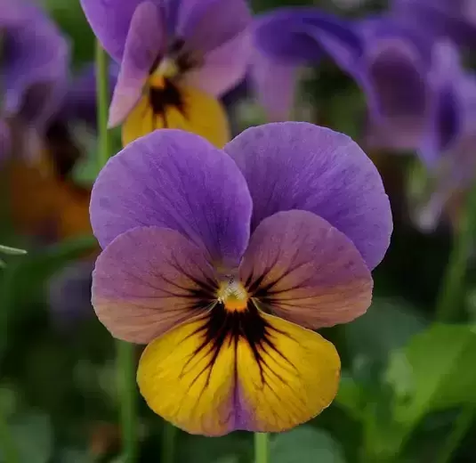 Viola Celestial 'Twilight'