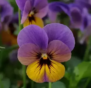 Viola Celestial 'Twilight'