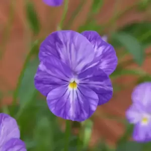 Viola 'Columbine' 9cm