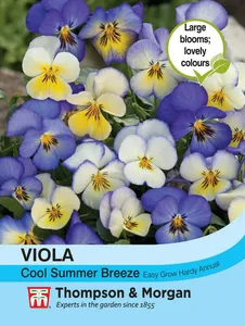 Viola Cool Summer Breeze - image 1