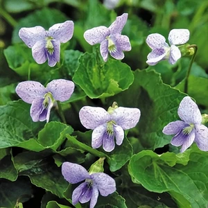 Viola sororia 'Dark Freckles' 9cm