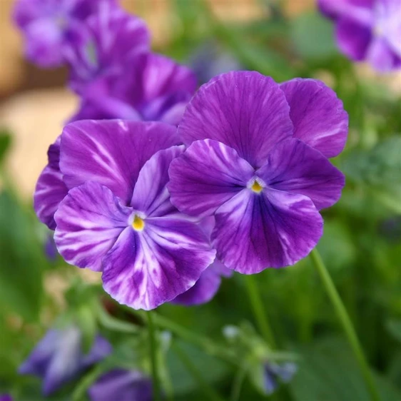 Image Credit: Kernock Park Plants