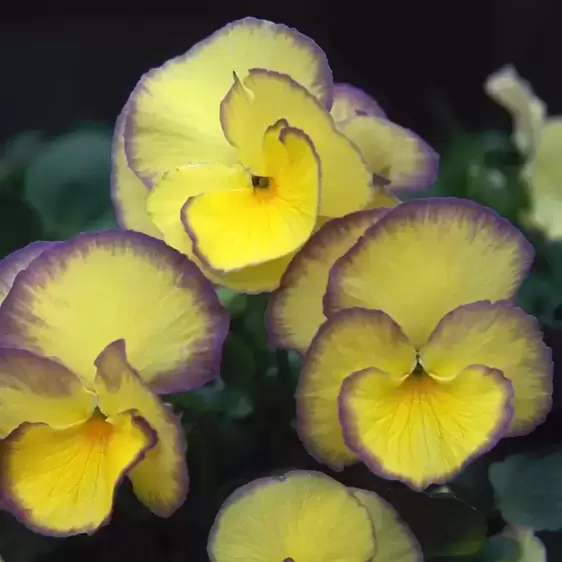 Viola 'Etain' 9cm