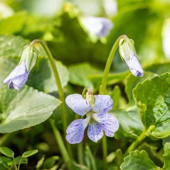 Viola sororia 'Freckles'