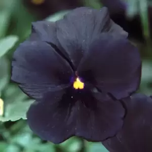 Viola 'Molly Sanderson' 9cm