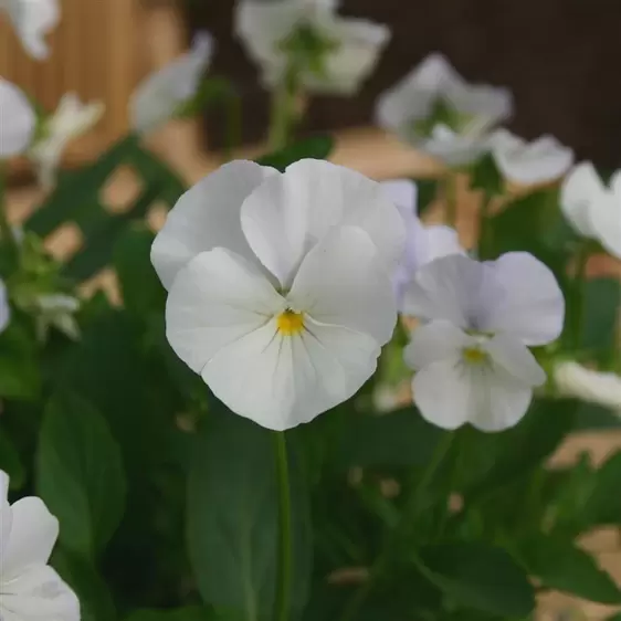 Viola 'Mrs. Lancaster' 9cm