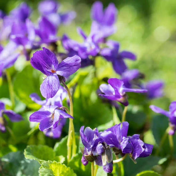 Viola odorata 'Konigin Charlotte'