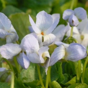 Viola odorata 'Reine des Neiges'