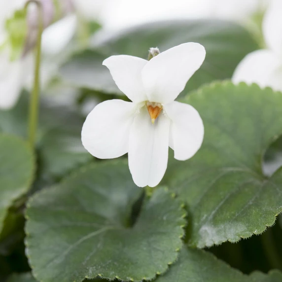 Viola odorata 'Royal Wedding'