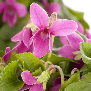 Viola odorata 'Rubra'