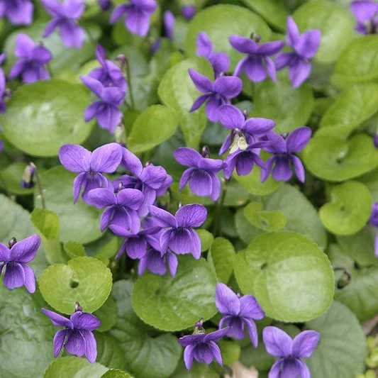 Viola odorata - Sweet Violet