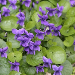 Viola odorata - Sweet Violet