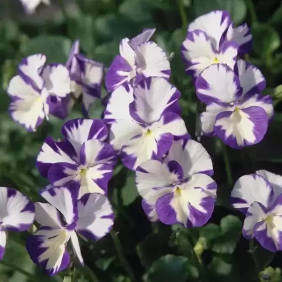 Viola 'Rebecca' 1L