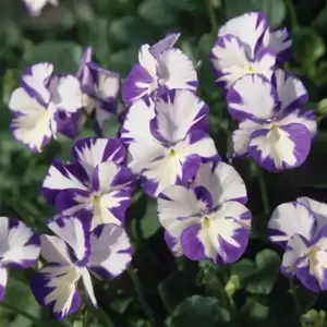 Viola 'Rebecca' 9cm