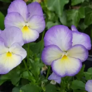 Viola 'Suzie'