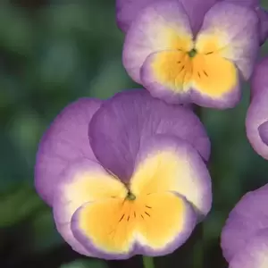 Viola 'Zoe' 9cm