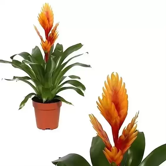 Vriesea 'Intenso Orange'