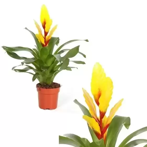 Vriesea 'Intenso Yellow'