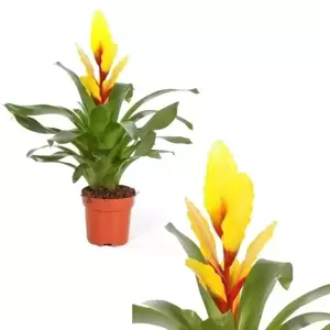 Vriesea 'Intenso Yellow'