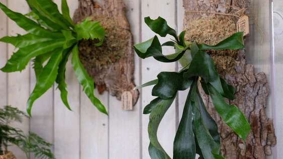 Wall Mounted Fern Workshop