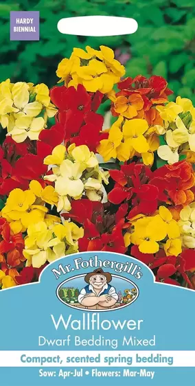 Wallflower Dwarf Bedding Mixed - image 1