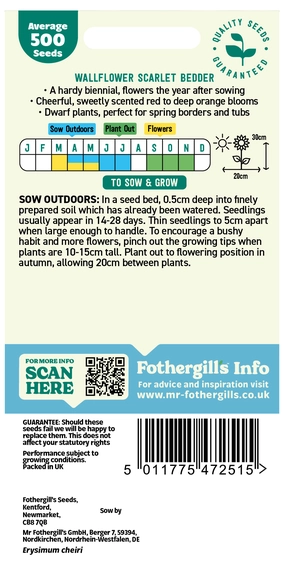 Wallflower Scarlet Bedder Seeds - image 2