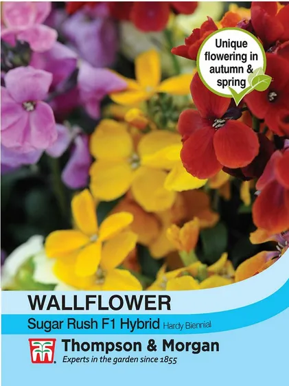 Wallflower Sugar Rush F1 - image 1