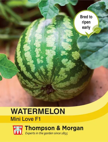 Watermelon Mini Love F1 - image 1
