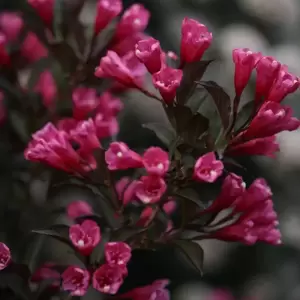 Weigela florida 'Alexandra' - image 1