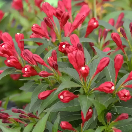 Weigela florida 'All Summer Red' - image 1