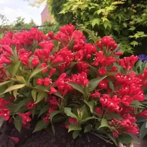 Weigela florida 'All Summer Red' - image 2