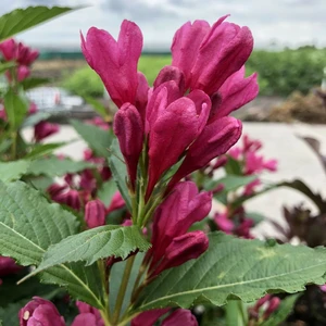 Image Credit - Heinje Nurseries