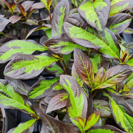 Weigela 'Camouflage'